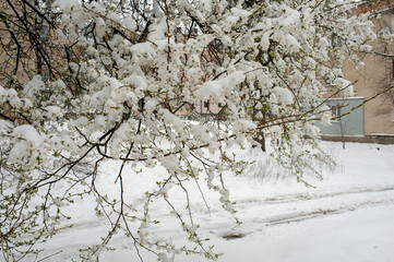 White cherry plum flowers under snowfall, delicate petals are covered with snow. Cold snap in spring, snow in April