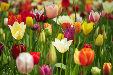 チューリップ, 国営ひたち海浜公園,