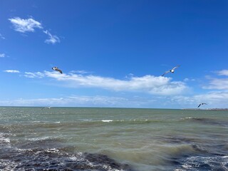 Murky green ocean water, blue sky with white clouds, seagulls flying.
