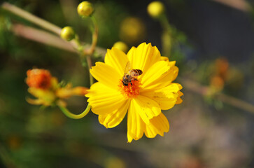 Bee insect perches and eat nectar sweet water on flowers flora blossom and green leaf plant tree in...