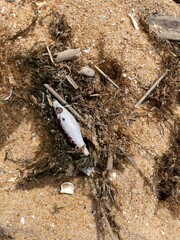 fishing tackle on the beach  Trash on the sand, washed-up litter, plastic

