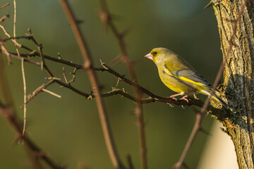 Ein Gr&uuml;nfink auf einem Zweig