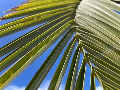 palm leaves against blue sky 