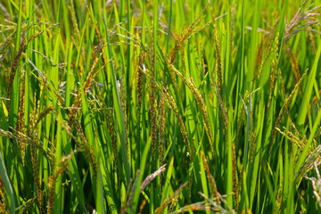 Rice plants in a field, green leaves with young grains of rice.