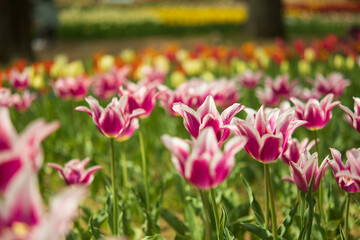 チューリップ, 国営ひたち海浜公園,