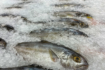 Fresh fish for sale on a bed of ice at a seafood market