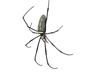 A big spider with long legs
