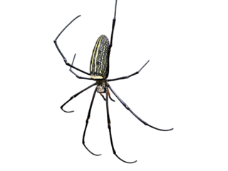 A big spider with long legs