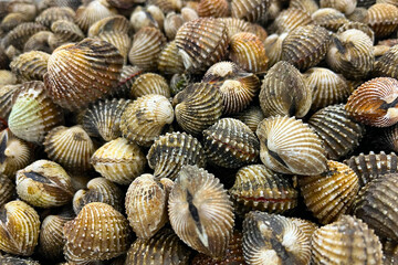 A pile of fresh blood cockles at market