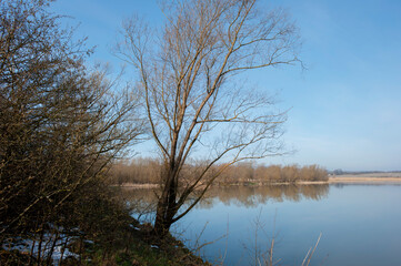 morning landscape of summer forest over the pond