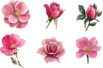 rose flower spring floral watercolor on white isolated background. pink rose watercolor illustration.	
