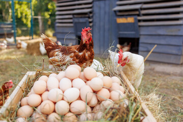 Fresh organic eggs in a wooden crate with free-range chickens on a rural farm