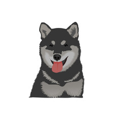 Dog black husky
