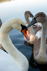 Fototapeta premium A family of swans with their babies on the shore of the pond, in the morning they swim to the camp and wait to see if they will throw something good to them.
