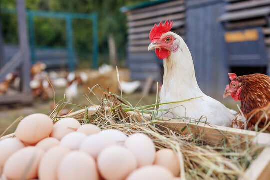Fresh organic eggs in a wooden crate with free-range chickens on a rural farm
