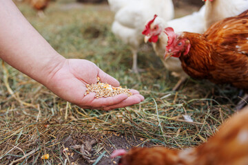 Farmer hand-feeding free-range chickens with organic grain on a rural farm