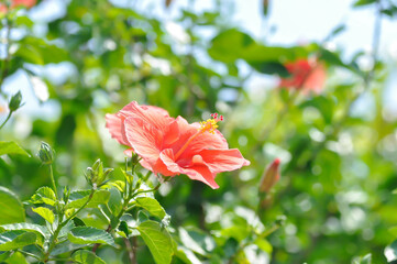 Chinese rose, hibiscus or Hibiscus Rosa Sinensis Variegata with red flower