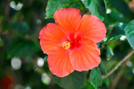 Chinese rose, hibiscus or Hibiscus Rosa Sinensis Variegata with red flower