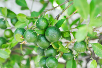 Citrus japonica Thunb or Kumquat , Kumquat plant or Cumquats or Citrus Japonica Thunb or RUTACEAE or orange plant with seed