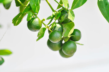 Citrus japonica Thunb or Kumquat , Kumquat plant or Cumquats or Citrus Japonica Thunb or RUTACEAE or orange plant with seed