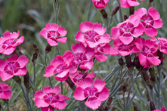 Pink flowers of Dianthus plumarius close-up. Common pink flowers in the flowerbed