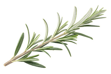 Fototapeta premium Rosemary twig isolated on transparent background. Png