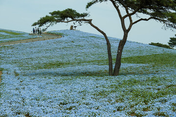 ネモフィラ、ひたち海浜公園
