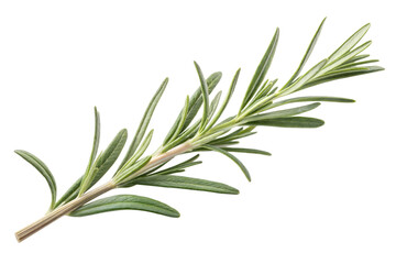 Fototapeta premium Rosemary twig isolated on transparent background. Png