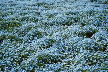 ネモフィラ、ひたち海浜公園
