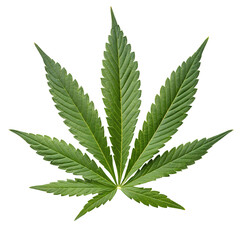 Green cannabis leaf isolated on transparent background © Photo Find