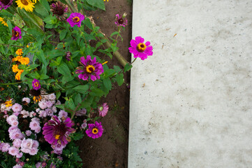 Elegant zinnia and marigold flowers on a background of green grass.