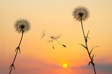 Obraz premium Dandelion seeds are flying against the background of the sunset sky. Floral botany of nature