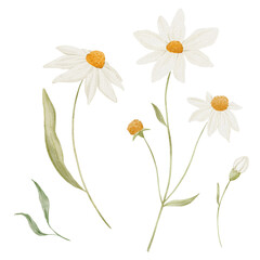 Daisy flower watercolor clip art