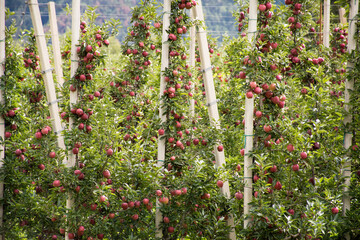 Fototapeta premium View landscape of mountain and Oetztal tiroler village with Apple farm