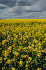 Obraz premium A picturesque view of rural fields with rapeseed flowers. Rapeseed blooming and setting under the hot sun, absorbing the strength and energy of nature.