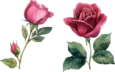 pink rose on white background