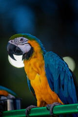 blue and yellow macaw