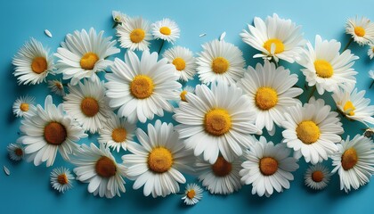 Fototapeta premium daisies on blue background