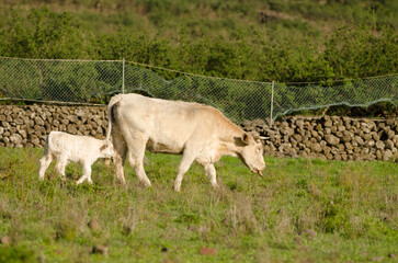 Cow and calf of the Charolais breed. El Paso. La Palma. Canary Islands. Spain.