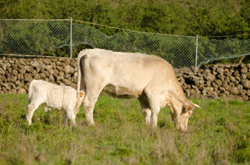 Cow and calf of the Charolais breed. El Paso. La Palma. Canary Islands. Spain.