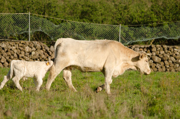 Cow and calf of the Charolais breed. El Paso. La Palma. Canary Islands. Spain.