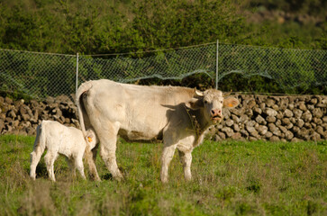 Cow and calf of the Charolais breed. El Paso. La Palma. Canary Islands. Spain.