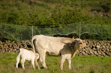 Cow and calf of the Charolais breed. El Paso. La Palma. Canary Islands. Spain.