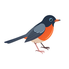 Fototapeta premium Cute American Robin Bird Vector Illustration Design