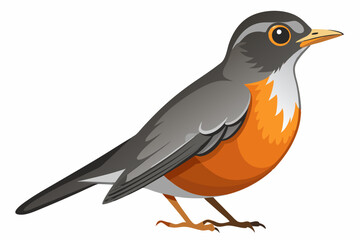 Fototapeta premium American Robin Bird Vector Illustration Design