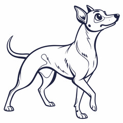 Obraz premium American Hairless Terrier line drawing outline illustration vector design