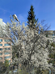 Spring blossom of plum tkemali. White beautiful flowers on branches against the bright blue sky. Buildings and cypress in the background