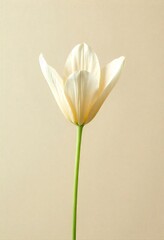 Obraz premium Single white tulip with delicate petals set against a neutral background, showcasing its simplicity and elegance. The minimalist composition highlights the flower's natural beauty.