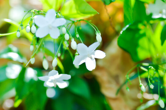 Water jasmine or  Wrightia religiosa Benth or apocynaceae, Echites religiosus or Wrightia religiosa