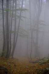 Obraz premium Fog in the forest in Suva planina, Serbia